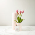 Light Purple tulips in a Pink vase on a white surface with a white background

