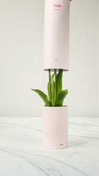 Tulip Ever After, Fragrant artificial flower with Sachet